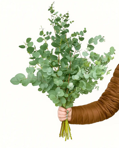 Fresh eucalyptus bunch for home décor, weddings, and gifts in Dubai with fast delivery