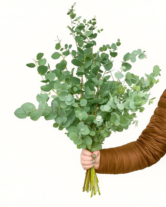 Fresh eucalyptus bunch for home décor, weddings, and gifts in Dubai with fast delivery