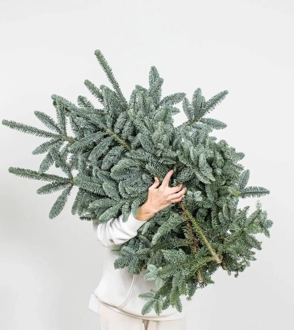 Premium noble fir evergreen branches Dubai featuring distinctive silvery-blue needles and full lush appearance for versatile holiday styling