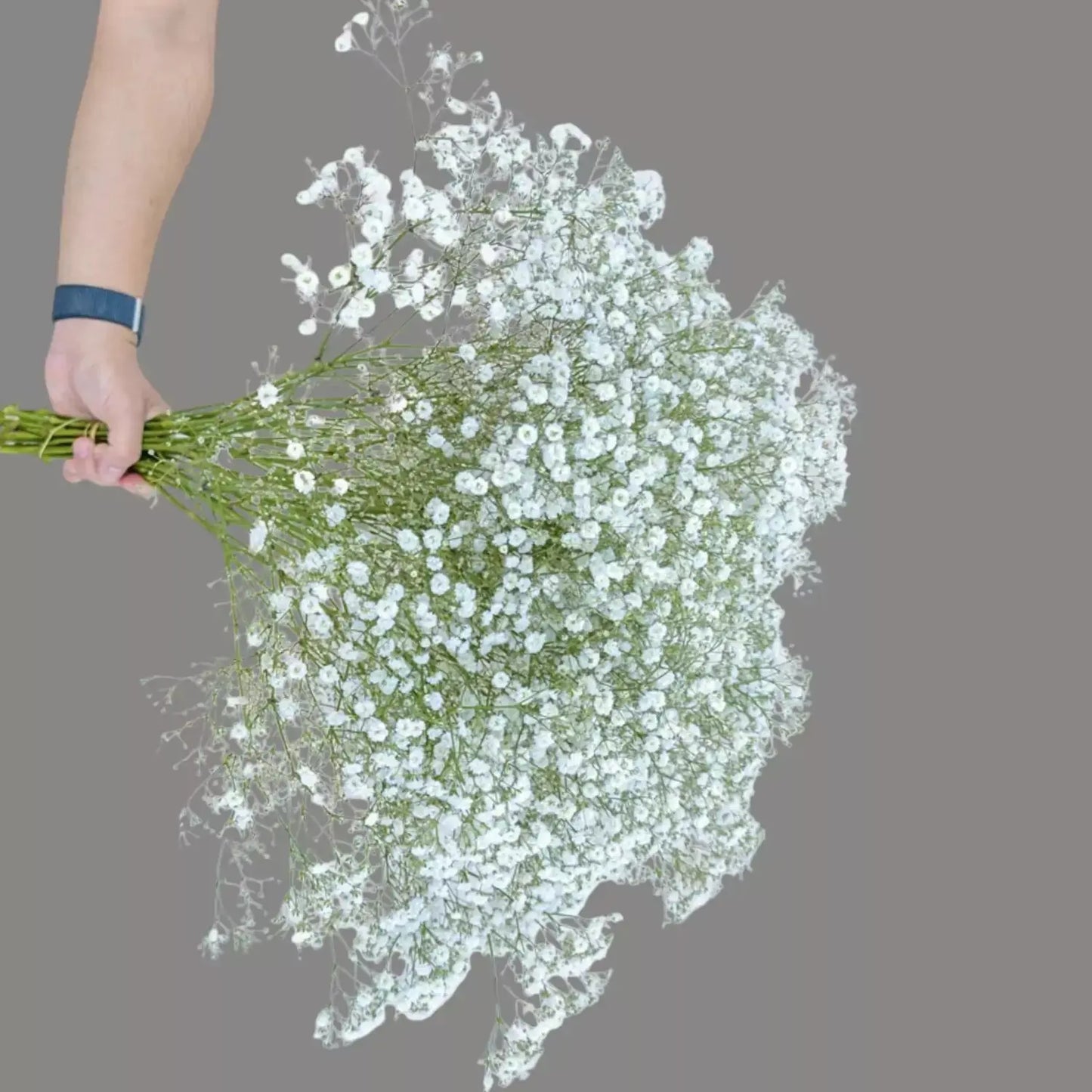 Gypsophila Flowerd Bouquet Goshen Flower