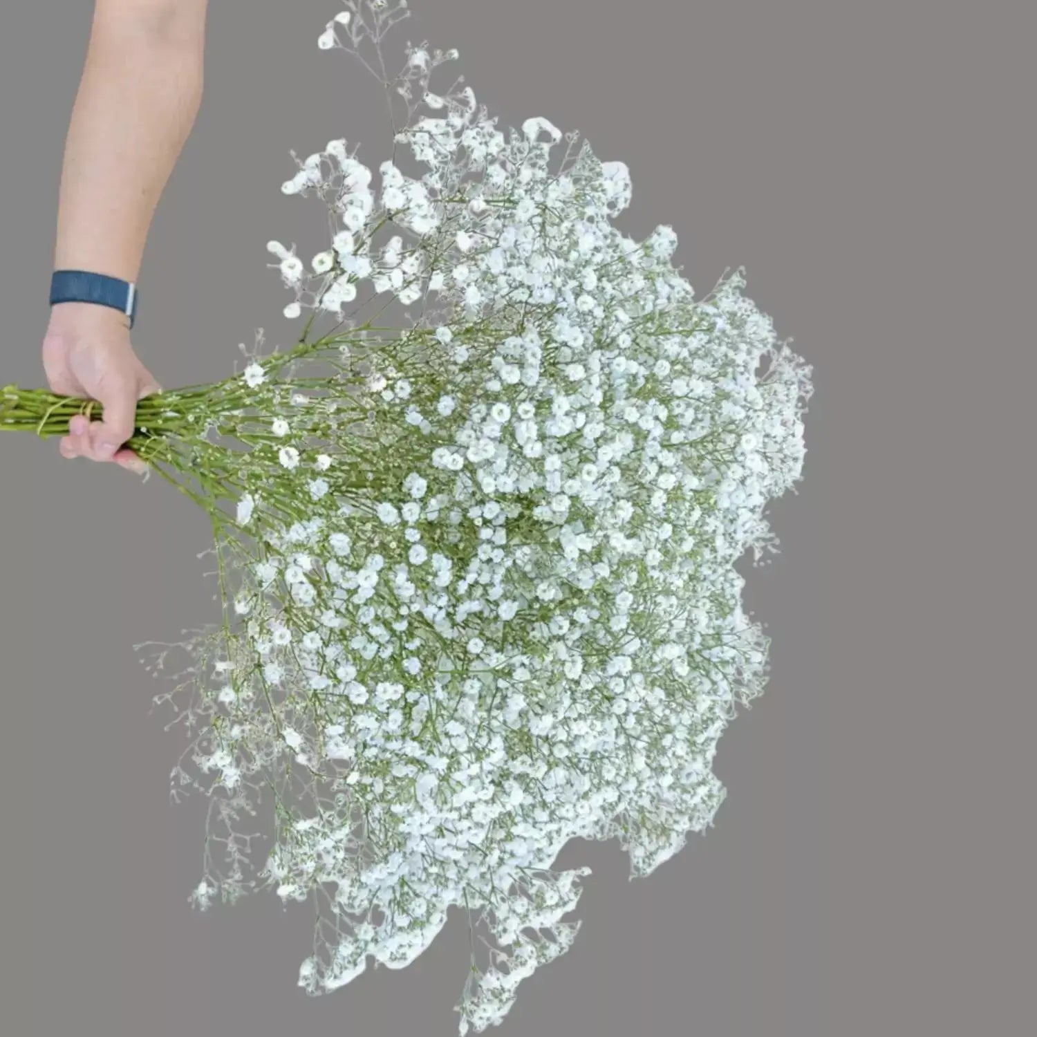 Gypsophila Flowerd Bouquet Goshen Flower