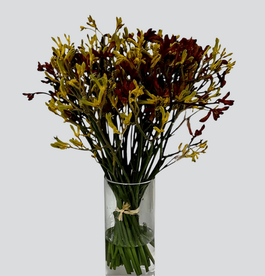 Kangaroo Paws Bouquet Goshen Flower