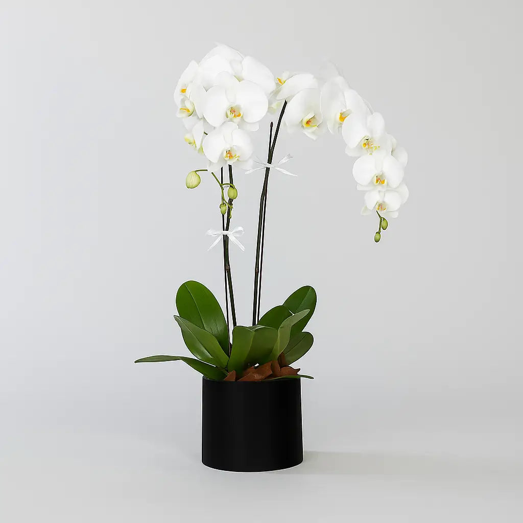 Luna Phalaenopsis Orchid Box – elegant two stem white orchids in designer box, UAE