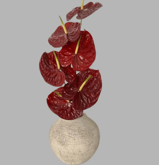Midnight Flamingo Anthurium Bouquet Goshen Flower