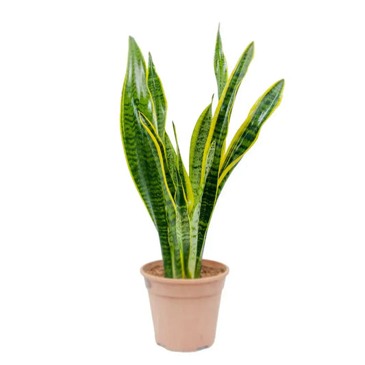 Low maintenance indoor Snake Plant perfect for UAE homes and workspaces