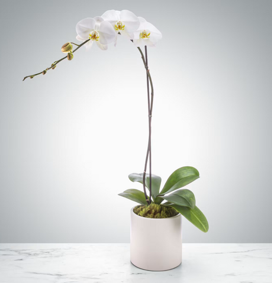 White orchid in a pot on a light gray background